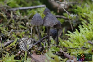 mycena galopus nigra